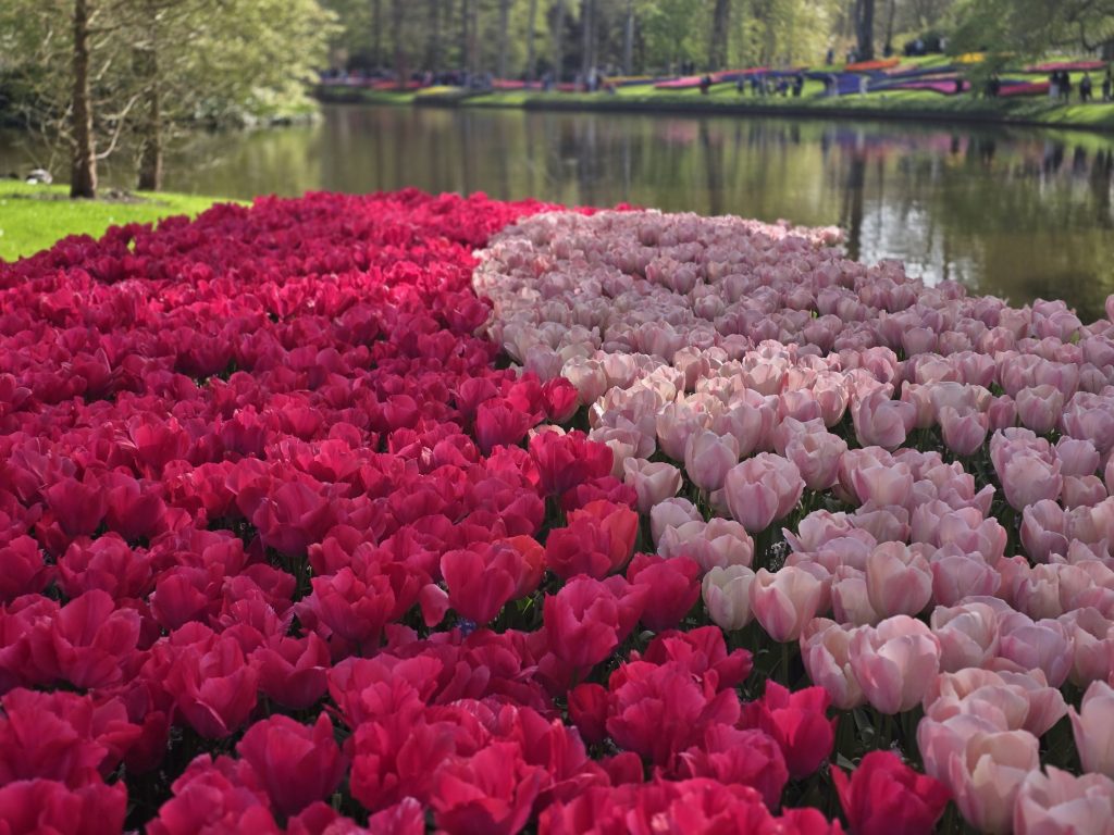 Group photo with tulips