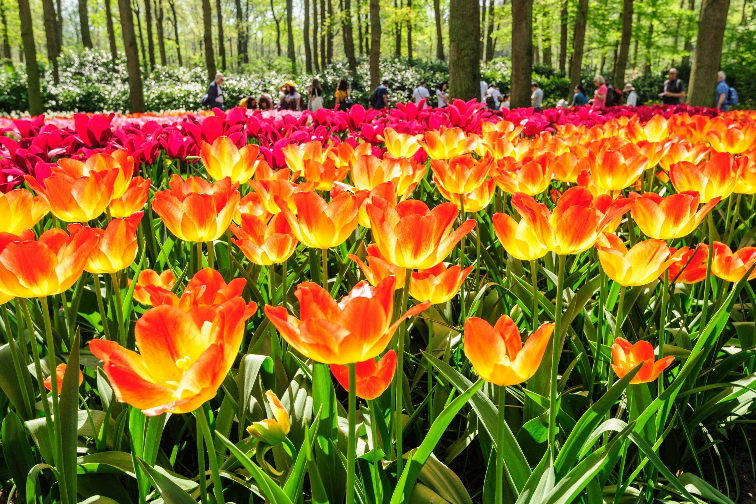 Small group tours Amsterdam with a local guide