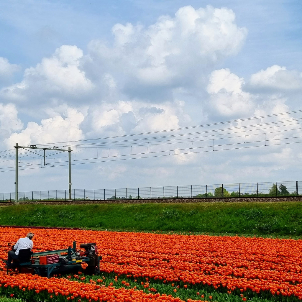tours tulips amsterdam