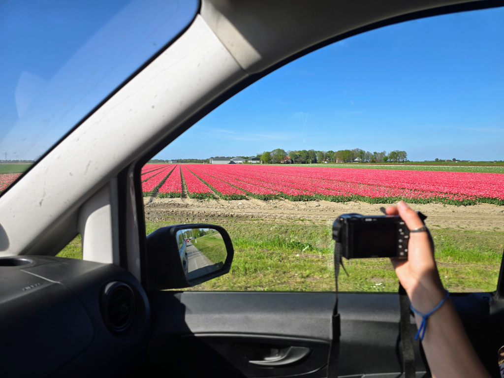 When Tulips Dance: The Art of the Responsible Road Trip in the Netherlands