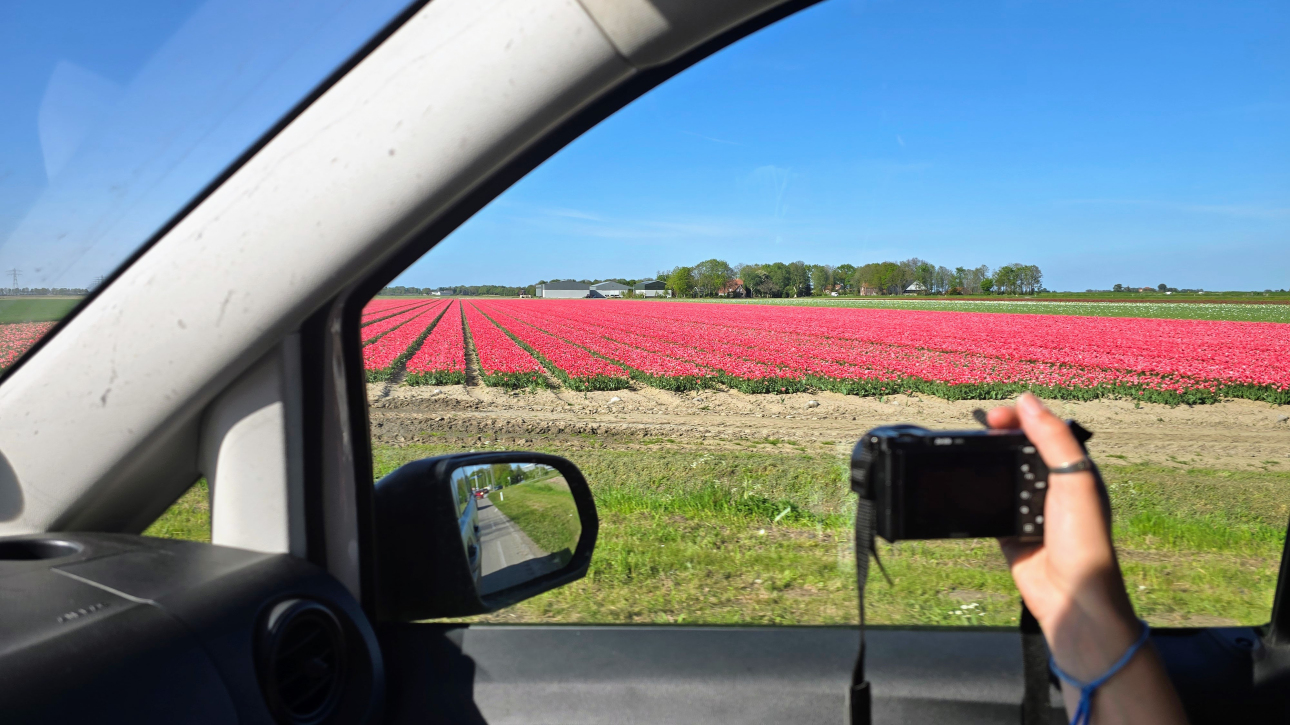 tulip-tours-amsterdam