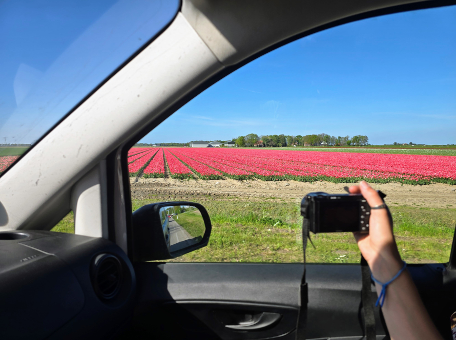 tulip-tours-amsterdam
