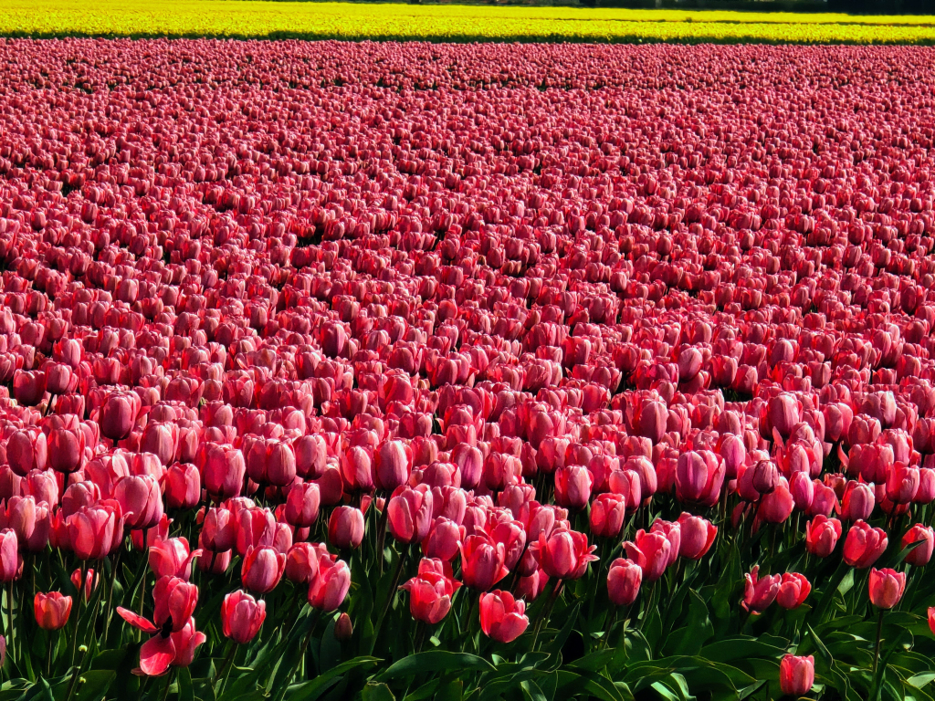 tulip-tour-netherlands
