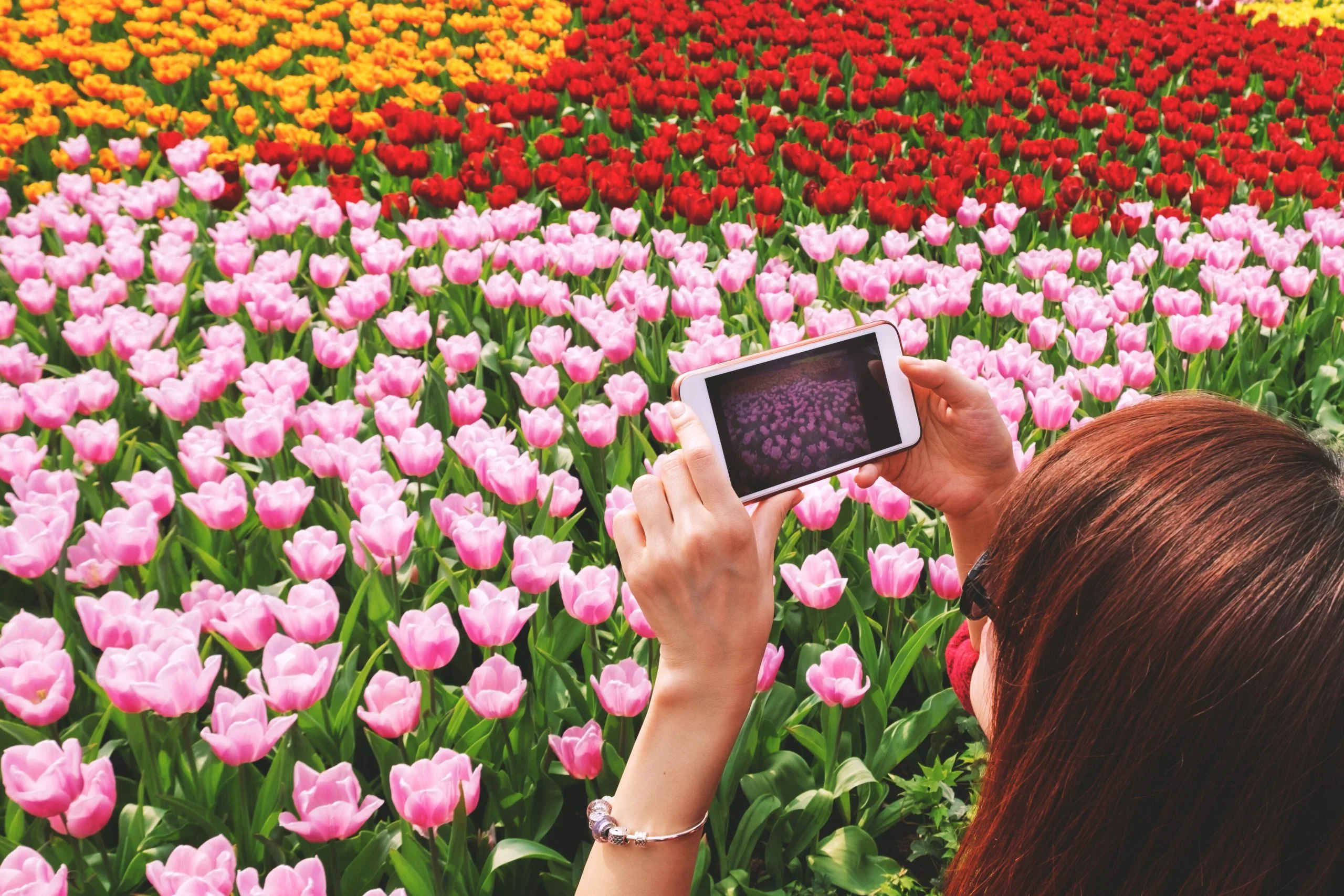 Wedding and engagement photoshoot in the Keukenhof tulip fields
