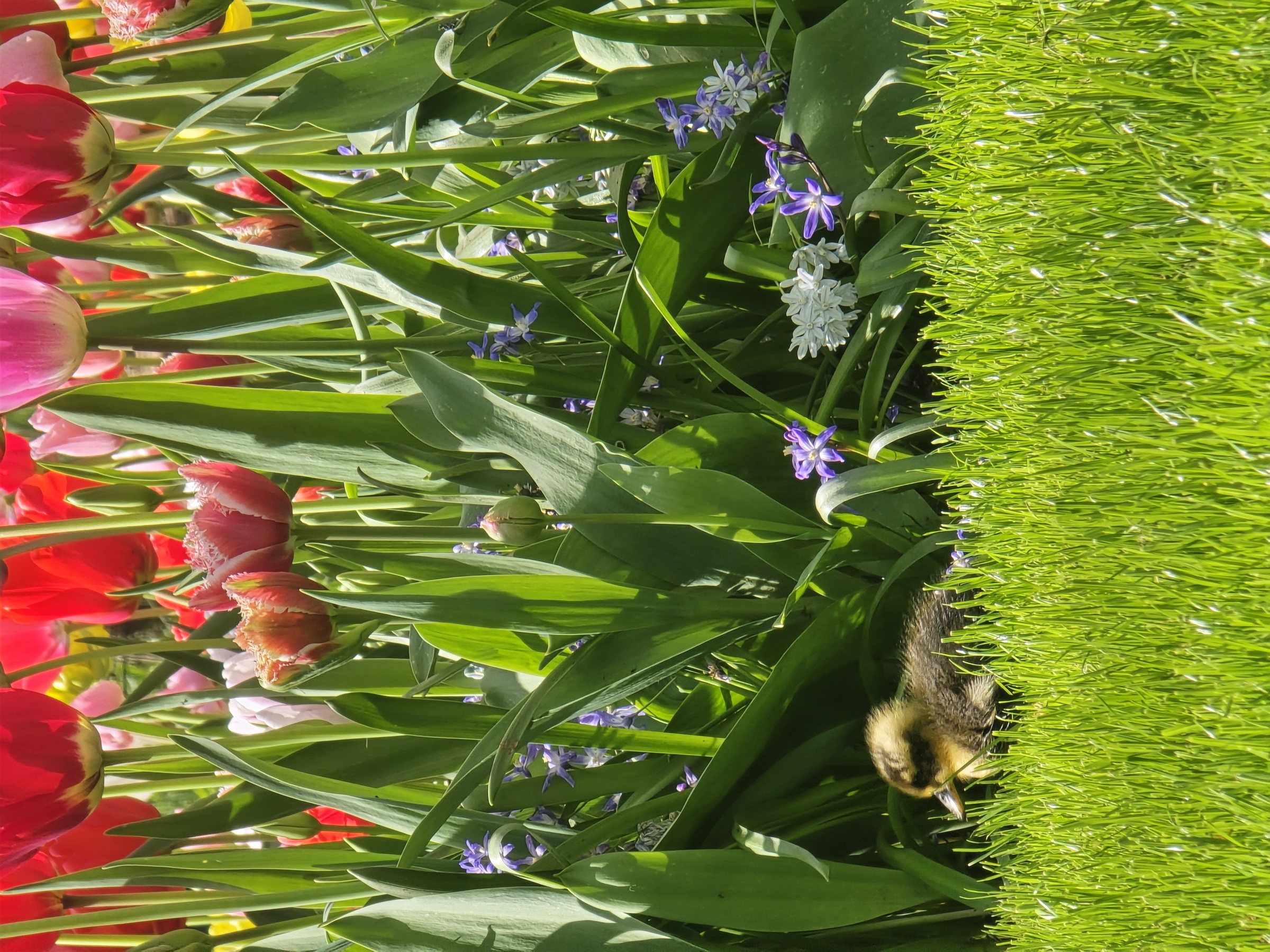 Private Keukenhof, tulip fields and windmills day trip, Group