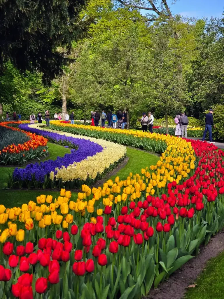 Keukenhof 2027: When Tulips Bloom in the Netherlands
