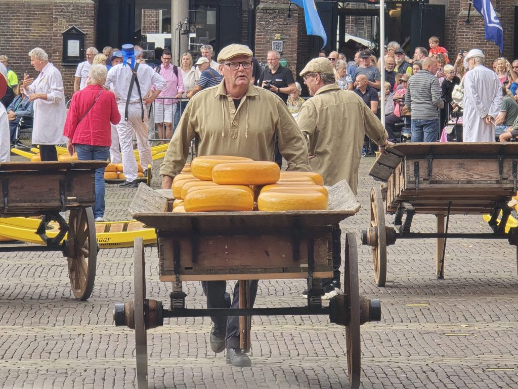 Cheese carrier pushing a wooden barrow stacked with cheese wheels at the Alkmaar Friday cheese market