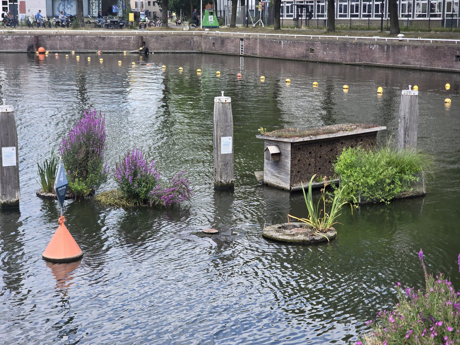 Floating biodiversity islands with wildflowers, reeds and a wooden insect hotel bringing nature into an Amsterdam canal.