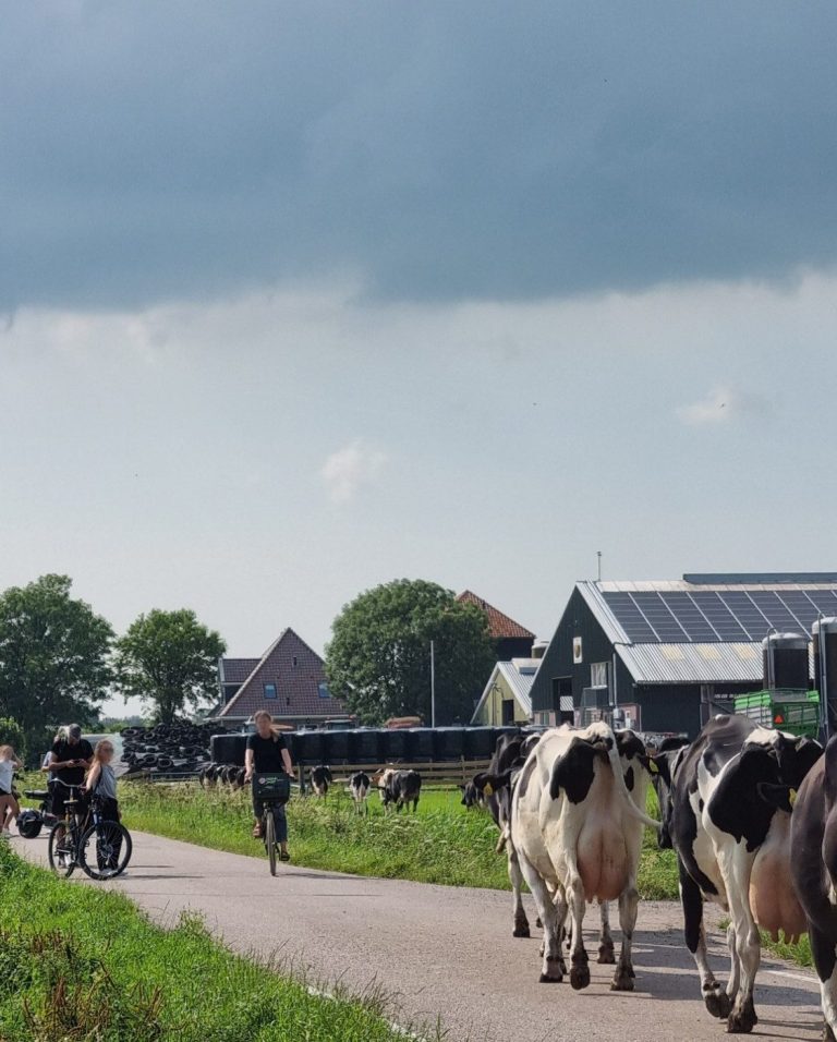 Waterland Expedition: Volendam, Marken & The Polders