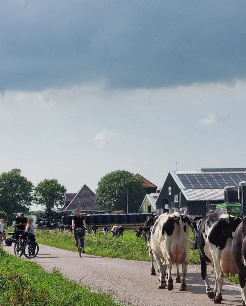 Dairy cows crossing the polder road while cyclists wait, north of Amsterdam