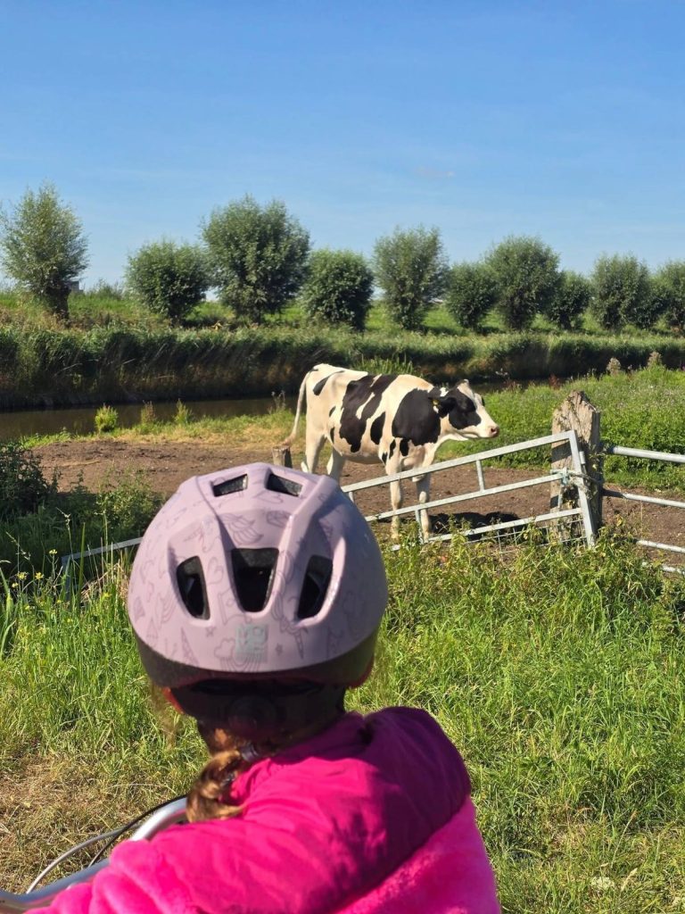 A young rider meeting a calf on the Waterland bike tour