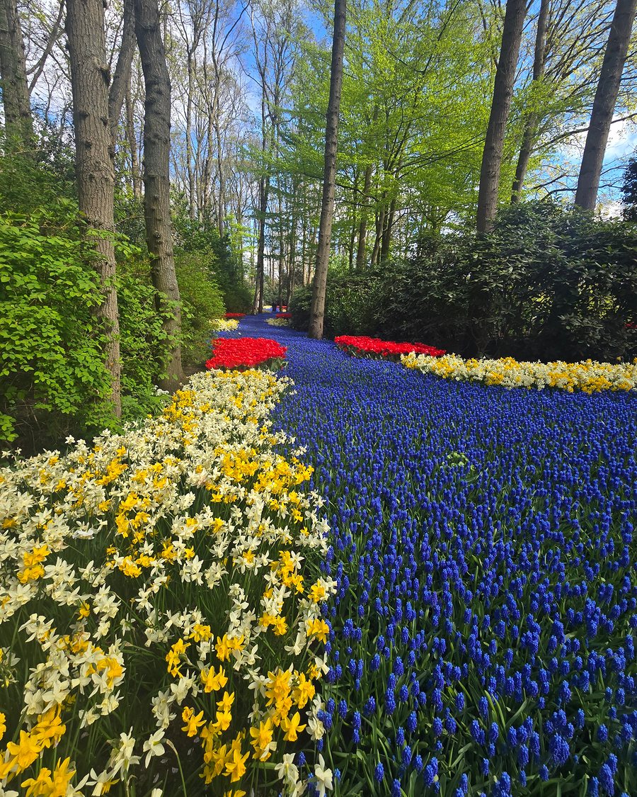 A winding band of blue grape hyacinths, edged with white and yellow daffodils and beds of red tulips, runs between tall trees under a blue sky at Keukenhof.