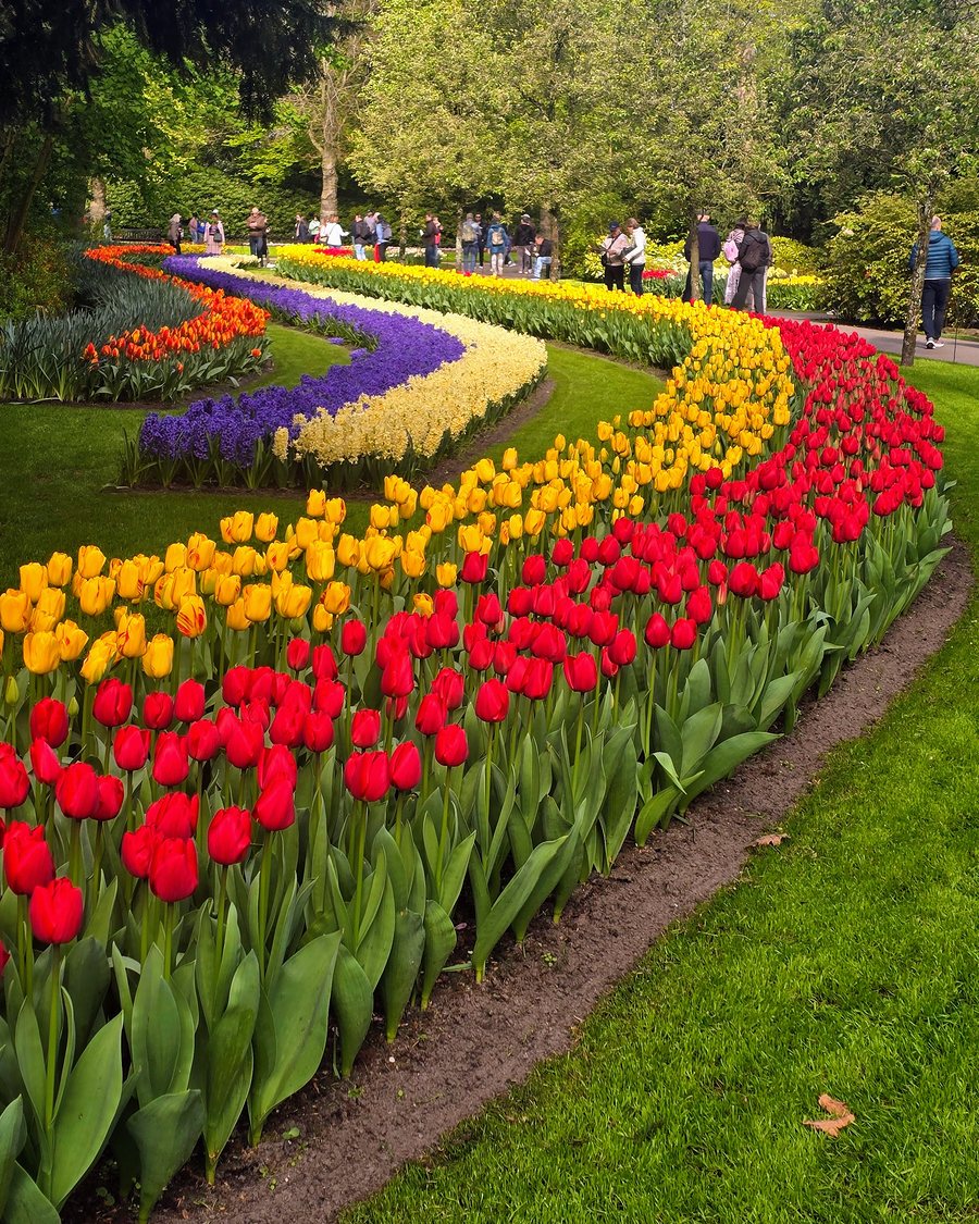 Curving beds of red and yellow tulips sweep across a lawn at Keukenhof, with bands of purple and pale yellow hyacinths and visitors walking under trees in the background.